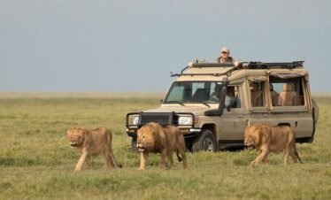 Masai Mara Tour – 3 Days, 2 Nights