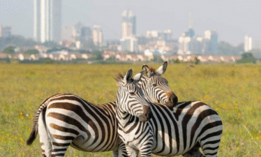 Nairobi National Park – 2 Days, 1 Night